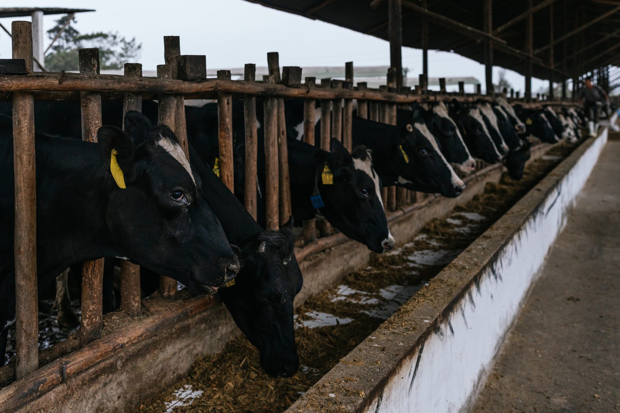 Cattle farm with cows eating