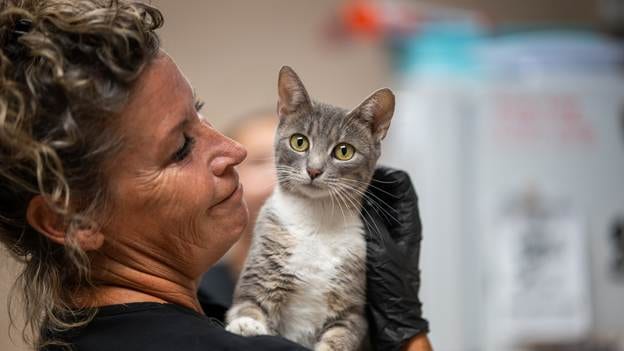 Woman holding gray and white rescue cat from Texas floods at Bullhead City Animal Shelter
