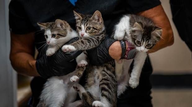 Three adorable rescue kittens from Texas floods being held by shelter staff at Bullhead City Animal Shelter